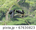 ハシブトガラス子育て 67630823