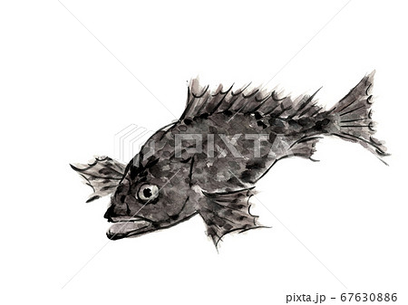 オニオコゼ 鬼虎魚 魚【水墨画風】 67630886
