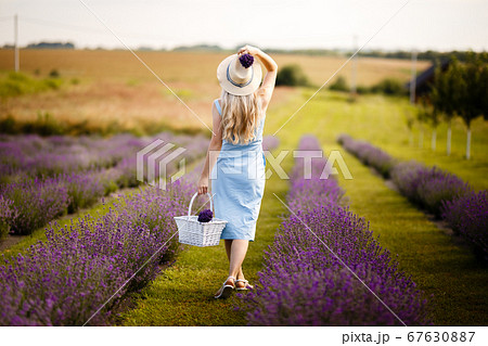 Blonde girl on a lavender field in a straw hat and blue dress. 67630887