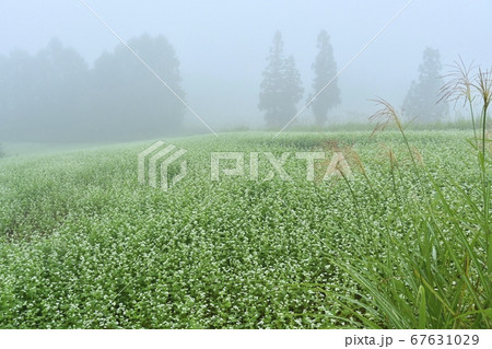 会津下郷町の霧かかるソバ畑に杉の木立にススキ 会津下郷町の霧かかるソバ畑に杉の木立にススキ 67631029