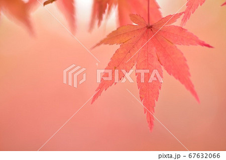 紅葉のマクロ写真 67632066