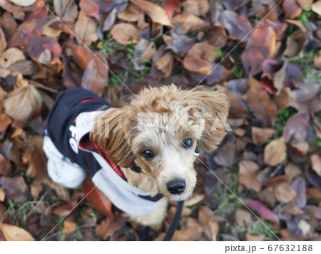 秋の公園で落ち葉の中で座って見つめるかわいいアプリコットの子犬【マルプー・トイプードル】 秋の公園で落ち葉の中で座って見つめるかわいいアプリコットの子犬【マルプー・トイプードル】 67632188
