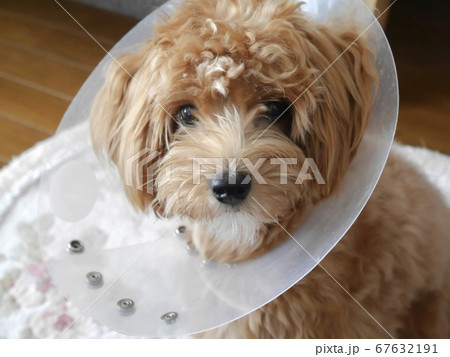 エリザベスカラーをつけて病気で療養中の子犬【マルプー・トイプードル】 67632191