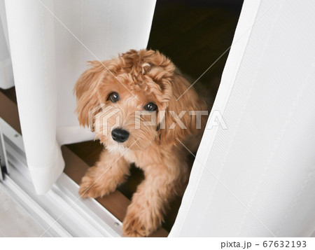 じっと見つめるかわいいアプリコットの子犬【マルプー・トイプードル】 じっと見つめるかわいいアプリコットの子犬【マルプー・トイプードル】 67632193
