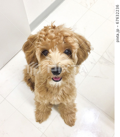 じっと座って見つめるかわいいアプリコットの子犬【マルプー・トイプードル】 じっと座って見つめるかわいいアプリコットの子犬【マルプー・トイプードル】 67632236
