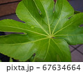 水滴をはじく葉 67634664