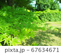 初夏の青もみじ 67634671