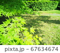 青もみじと芝生 67634674