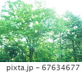 眩しい太陽と新緑の木々 67634677