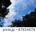 木々の隙間から春の青空を仰ぎ見る 67634679