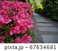 京都神泉苑、つつじの小径【5月】 67634681