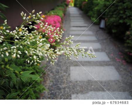 小花とつぼみの路地【5月】 小花とつぼみの路地【5月】 67634683