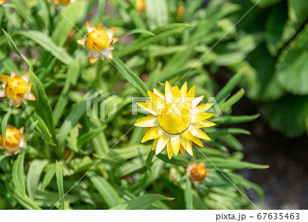 Xerochrysum bracteatum, commonly known as the golden everlasting or strawflower. 67635463