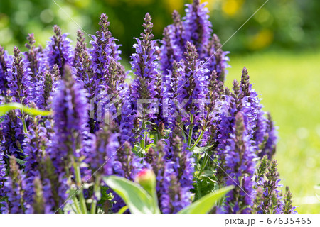 Selective focus. Ornamental salvia is an essential oil plant sage or lavender. 67635465