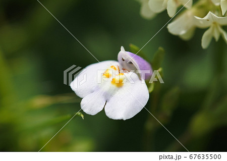トキワハゼ 小さい可愛い花 の写真素材