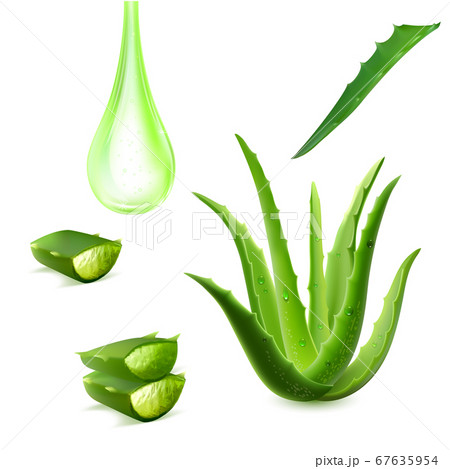 Realistic Aloe Vera Vector Illustration On Whiteのイラスト素材
