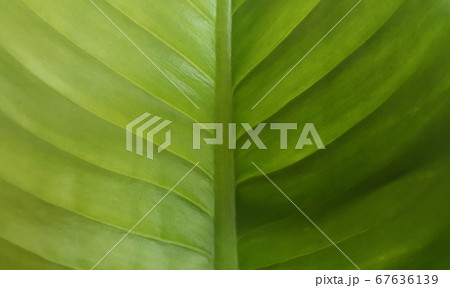 Leaf pattern background Leaf pattern background 67636139