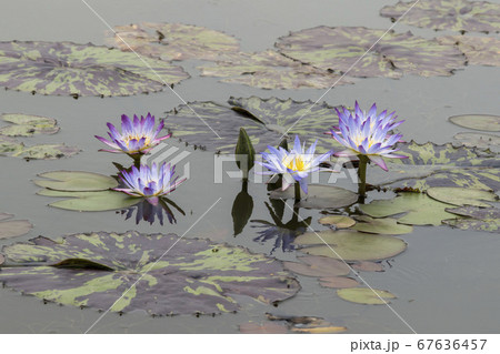 蓮の葉 池 花 67636457