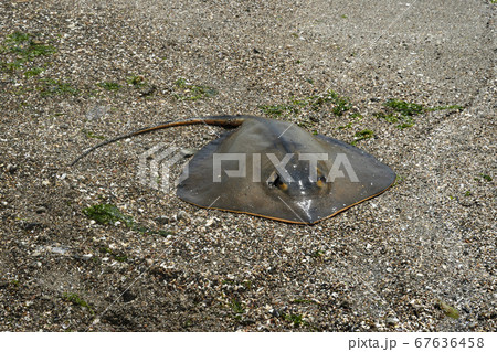 アカエイ アカエイ 67636458