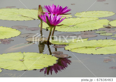 蓮の葉 池 花 67636463