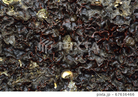 チゴケムシ コケムシの仲間 チゴケムシ コケムシの仲間 67636466