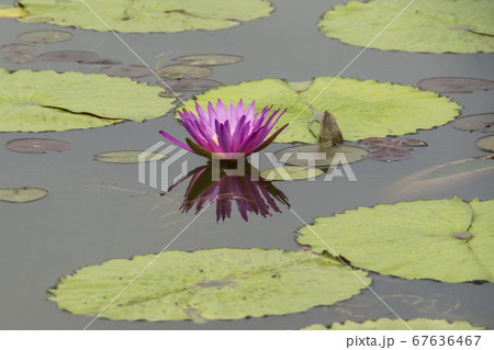 自然 風景 韓国 67636467