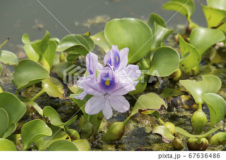 池 植物 花 67636486