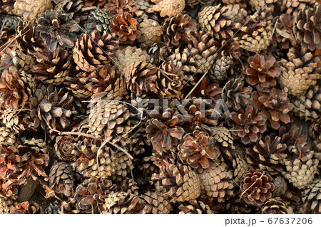 Background of pine cones. Background of pine cones. 67637206