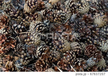 Background of pine cones. Background of pine cones. 67637207