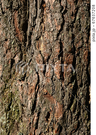 Bark pine tree background. Bark pine tree background. 67637208