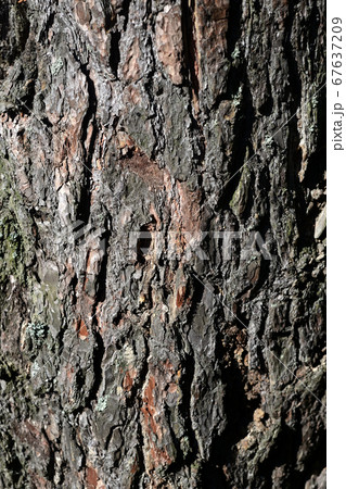 Bark pine tree background. Bark pine tree background. 67637209
