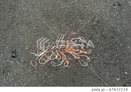 ミズヒキゴカイ　ゴカイの仲間 67637219