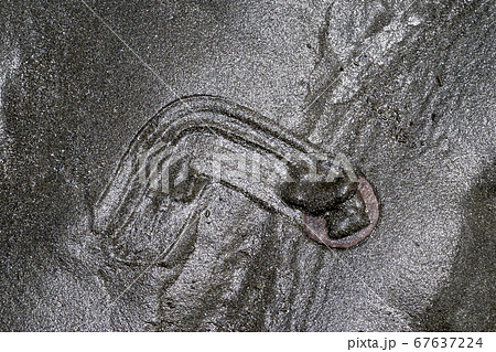 ハスノハカシパンの履い後 ハスノハカシパンの履い後 67637224