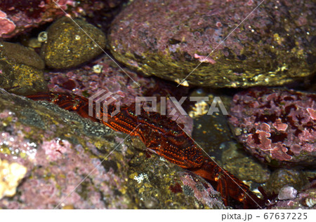 ショウジンガニ 67637225