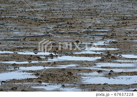 干潟のカニ  ヤマトオサガニ 67637228