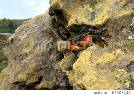 イワガニ　窪みに潜むカニ 67637230