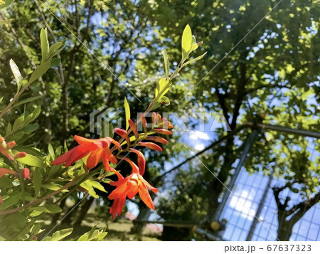 ヒメヒオウギ　夏　夏休み　太陽の季節　オレンジ色の花 67637323
