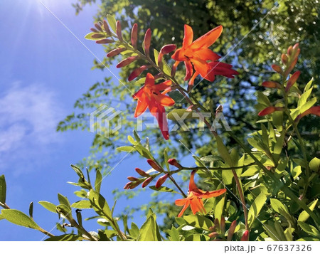 ヒメヒオウギ 夏 夏休み 太陽の季節 オレンジ色の花 ヒメヒオウギ 夏 夏休み 太陽の季節 オレンジ色の花 67637326