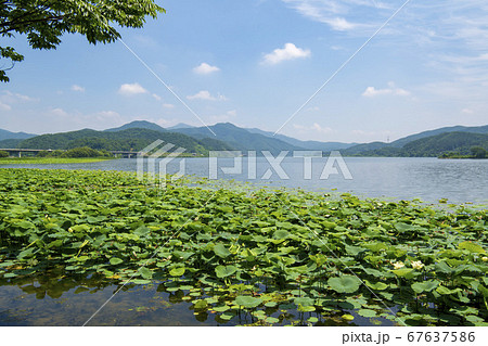 風景 楊平郡 植物 67637586