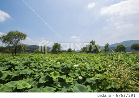 風景 楊平郡 植物 67637591