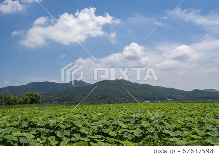 風景 楊平郡 植物 67637598