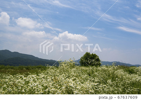 風景 楊平郡 植物 67637609