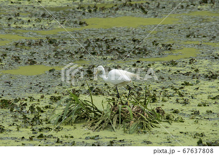 白鷺 鳥 水草 67637808