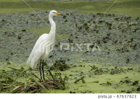 白鷺 鳥 水草 67637823