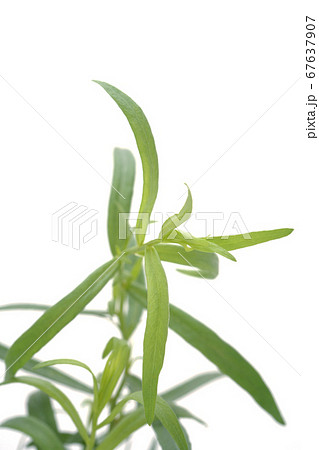 フレンチタラゴン フレンチタラゴン 67637907