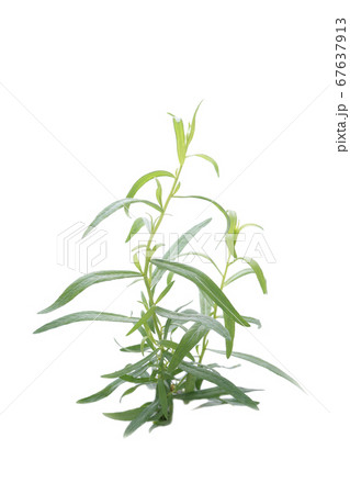 フレンチタラゴン 67637913