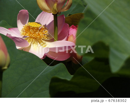 満開になった千葉公園のオオガハスの桃色の花 67638302