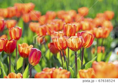秋に咲くチューリップ 67638524