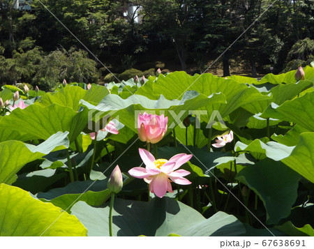 満開になった千葉公園のオオガハスの桃色の花 満開になった千葉公園のオオガハスの桃色の花 67638691