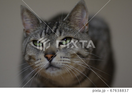 見つめる猫 サバトラ猫 見つめる猫 サバトラ猫 67638837